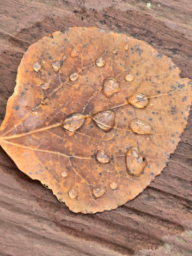 20241122_1504136932502467243858300